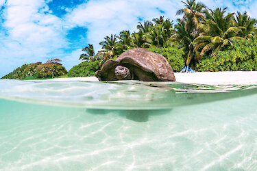 Schildkröte am Strand