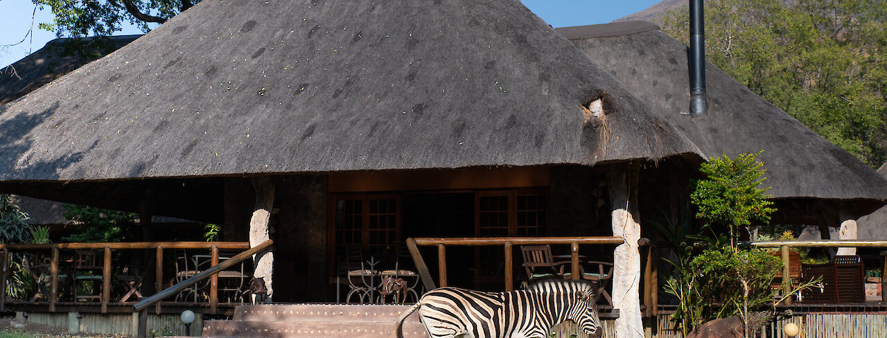 Zebra vor der Hütte der Blyde River Canyon Lodge