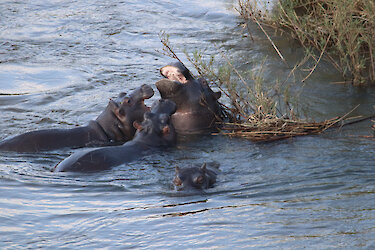 Flusspferde im iSimangaliso-Wetland-Park