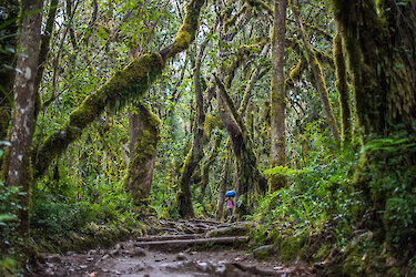 Trägerin durch den Regenwald auf der Lemosho Route
