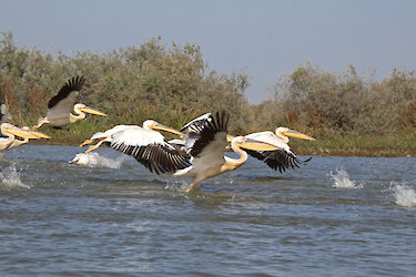 Pelikane fliegen über dem Wasser im Djoudj-Nationalpark
