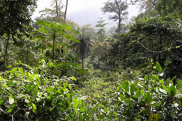 Regenwald bei Kpalimé
