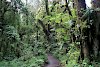 Im Wald auf der Machame Route