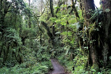 Im Wald auf der Machame Route