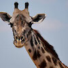 Giraffe in Tansania