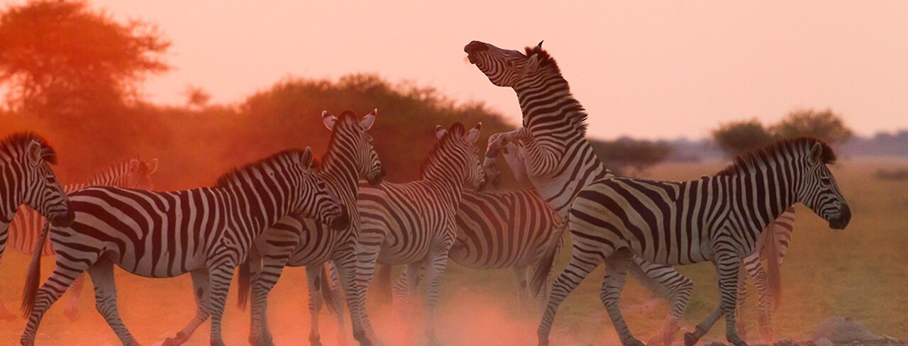 Zebras im Nxai-Pan-Nationalpark