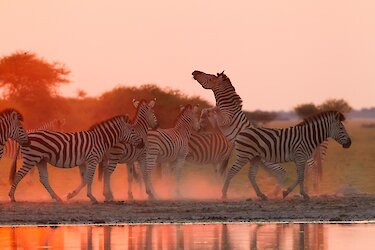 Zebras im Nxai-Pan-Nationalpark