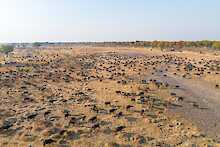 Tiere im Moremi-Reservat