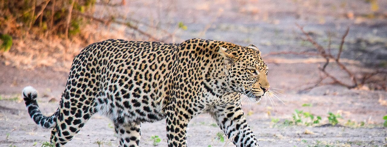 Leopard in Kasane