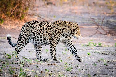 Leopard in Kasane