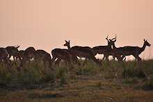 Impalas im Dämmerlicht