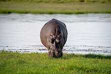 Nilpferd