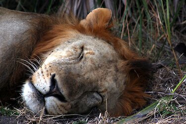 Löwe im Nyerere Nationalpark