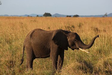 Elefant im Mikumi Nationalpark
