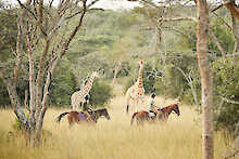 Mihingo Lodge Blick auf Giraffen. Ausritt auf Pferden.