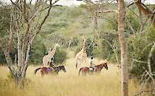 Mihingo Lodge Blick auf Giraffen. Ausritt auf Pferden.