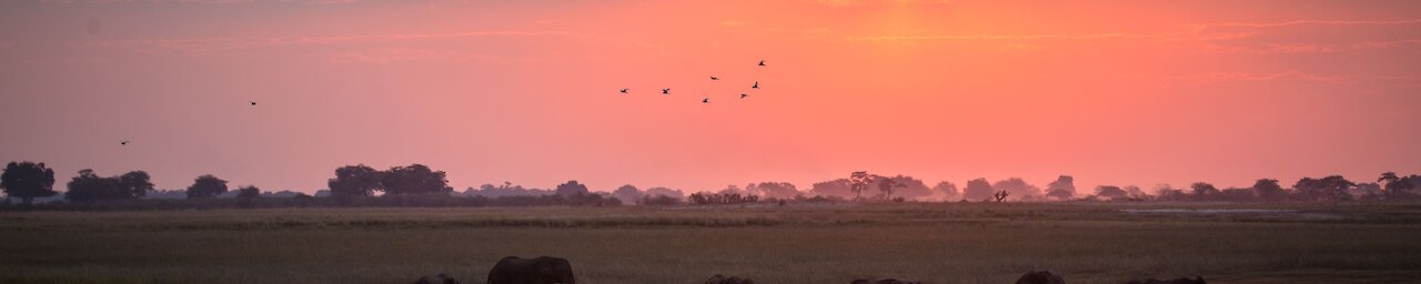 Sonnenuntergang Elefantenherde. Botswana