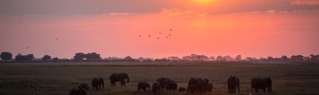 Sonnenuntergang Elefantenherde. Botswana