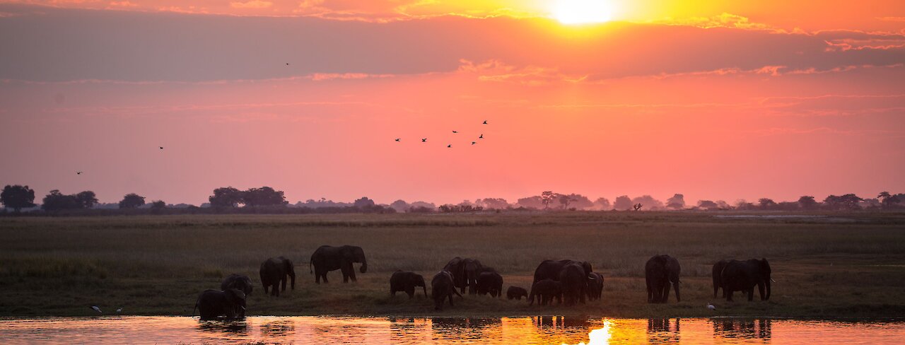 Sonnenuntergang Elefantenherde. Botswana