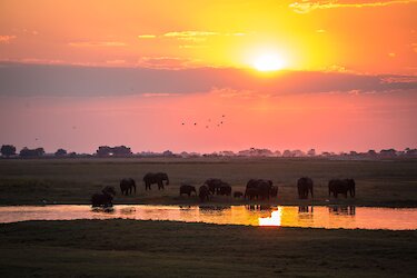 Sonnenuntergang Elefantenherde. Botswana