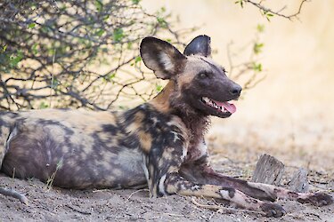 Wildhund in Botswana