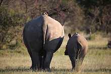 Ant´s Africa Safaris, Buschlandschaft mit Nashornmutter und Jungem Kalb