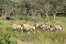 Ant´s Africa Safaris, Buschlandschaft mit Oryx Antilopen