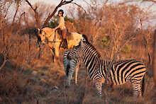 Ant´s Africa Safaris, Buschlandschaft mit Zebras und Reiterin auf Pferd im Hintergrund