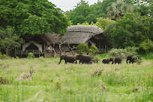 Elefanten streifen durch das Katavi Wildlife Camp