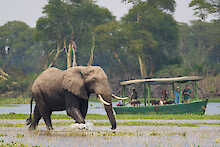 Elefant läuft am Ufer vorbei am Safariboot