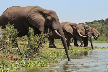 Elefanten am Ufer des Kazinga-Kanals im Queen-Elizabeth-Nationalpark in Uganda