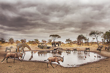Wildtiere am Wasserloch