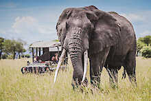 Elefant befindet sich vor dem Safarifahrzeug