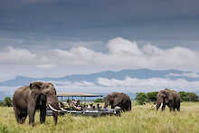 Safarifahrzeug ist umringt von Elefanten