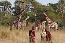 Menschen beobachten eine Gruppe Giraffen