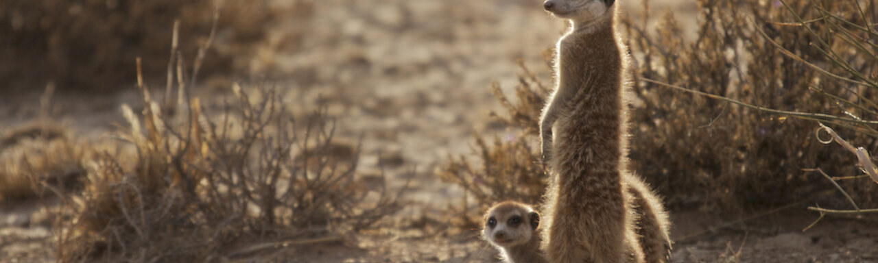 Erdmännchen in Namibia