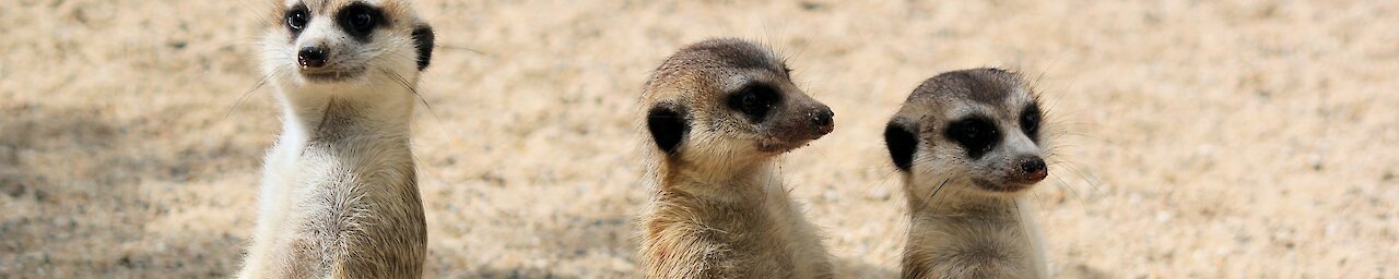 Erdmännchen in Namibia