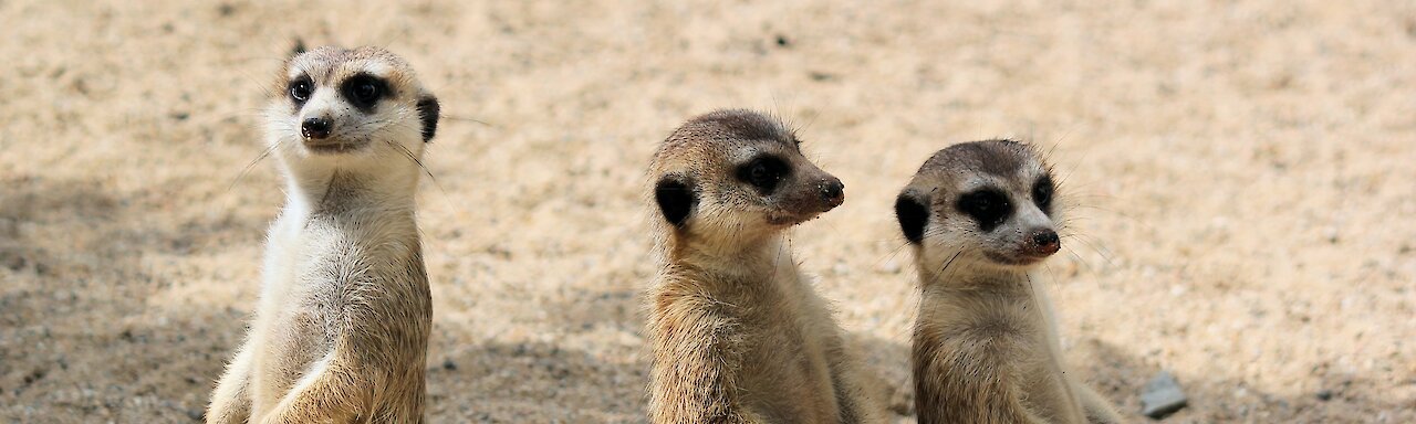 Erdmännchen in Namibia