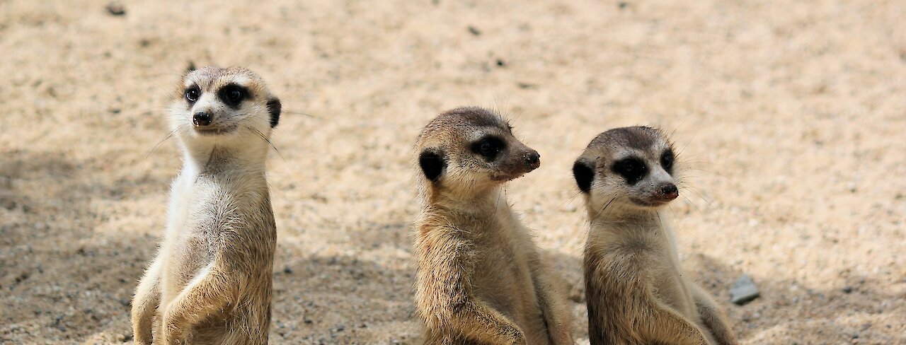 Erdmännchen in Namibia