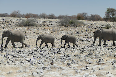Elefantenfamilie im Etosha-Nationalpark