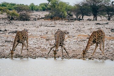 Giraffen am Wasserloch