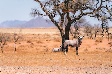 Tag 3: Fahrt in die Namib-Region