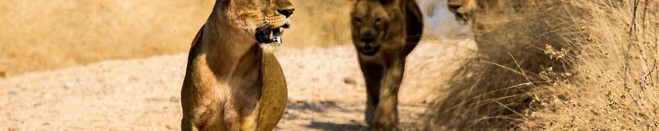 Drei Löwen im Ruaha-Nationalpark in Tansania