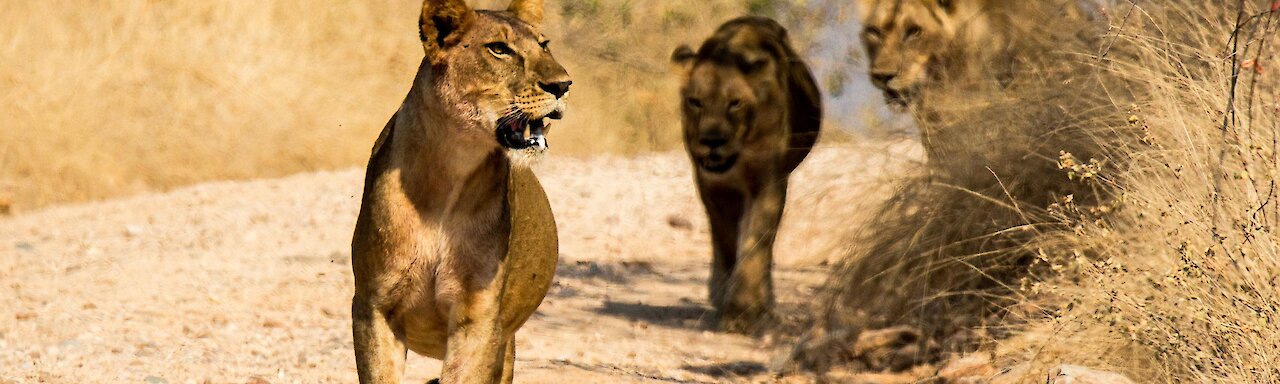 Drei Löwen im Ruaha-Nationalpark. Tansania