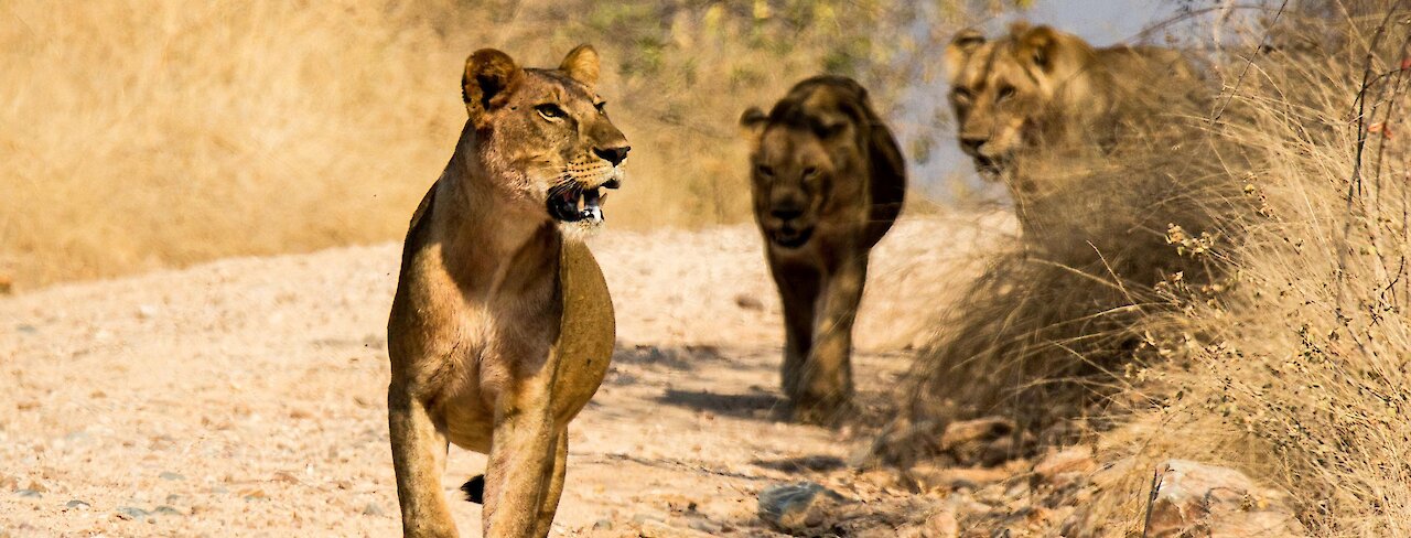 Drei Löwen im Ruaha-Nationalpark. Tansania