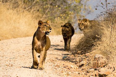 Drei Löwen im Ruaha-Nationalpark. Tansania