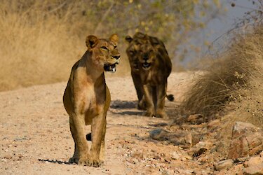 Löwen im Ruaha Nationalpark