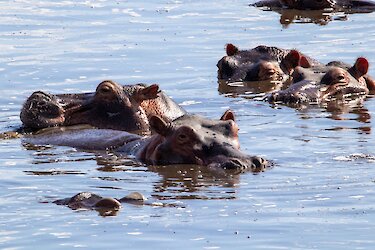 Flusspferde im Nyerere-Nationalpark