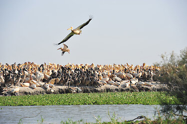 Pelikane auf Steinen am Ufer des Senegalflusses