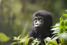 Nkuringo Bwindi Gorilla Lodge Gorillababy